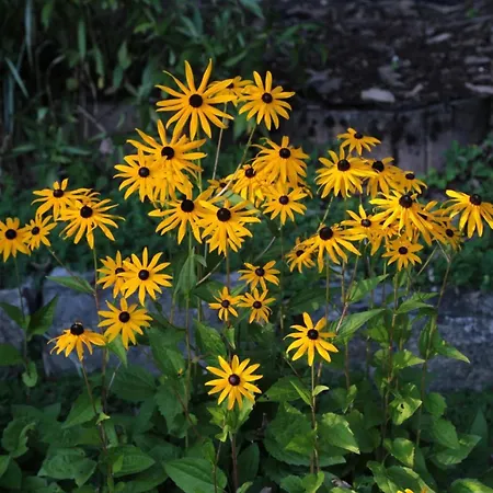 Haus Am Sonnenhügel Apartment