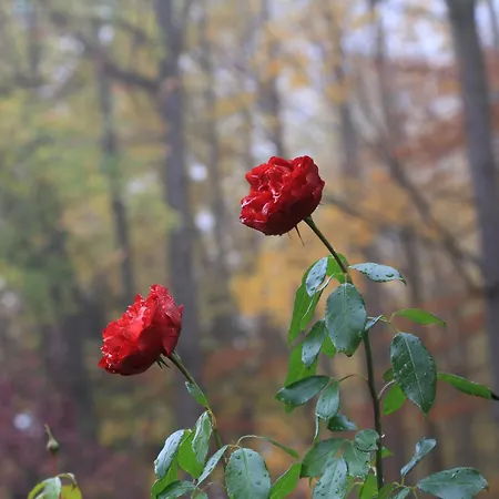 Apartment Haus Am Sonnenhügel Bad Urach
